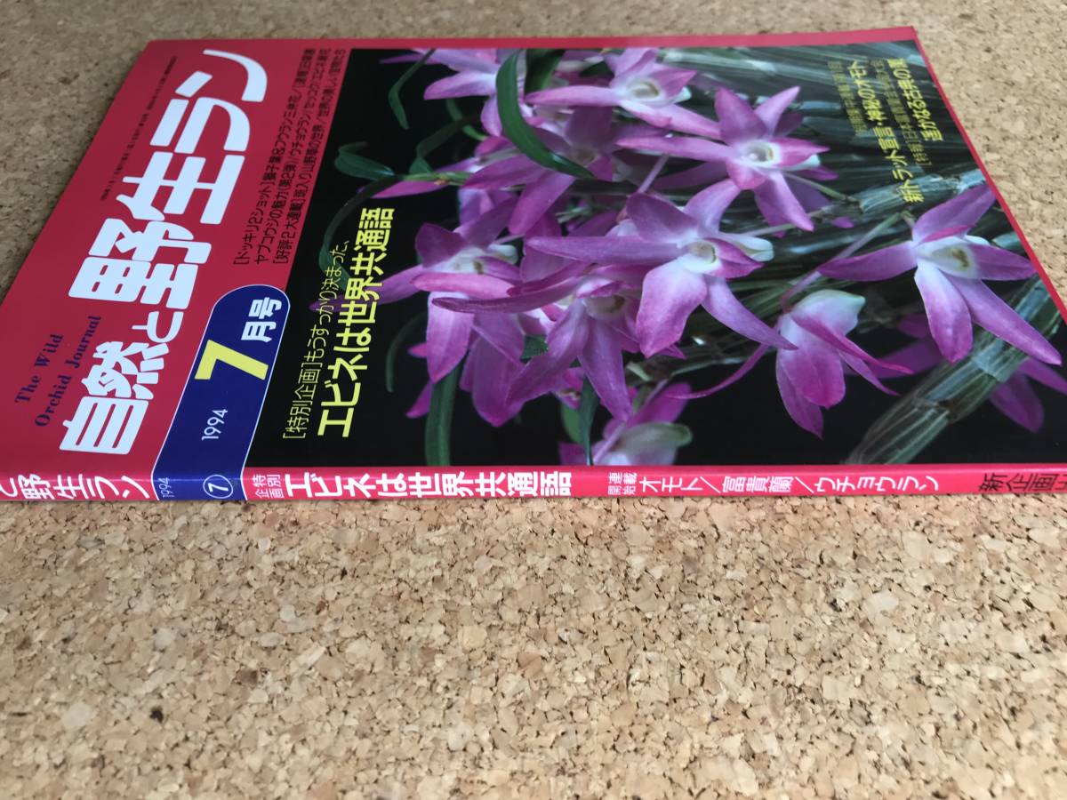 自然と野生ラン 1994年7月号　※ エビネ ヤブコウジ 富貴蘭 セッコク オモト ※ 園芸JAPAN_画像4