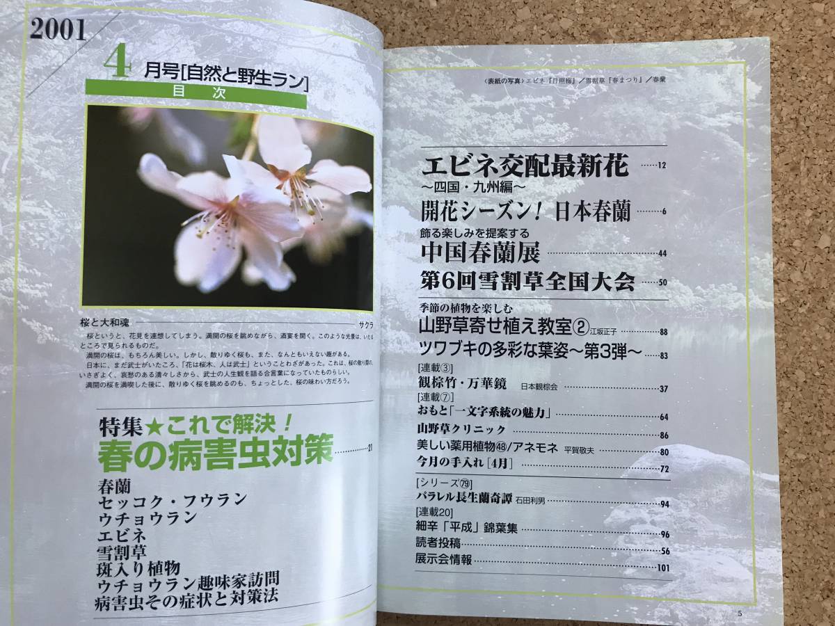  природа .. сырой Ran 2001 год 4 месяц номер * Япония весна орхидея креветка ne Dendrobium moniliforme * садоводство JAPAN