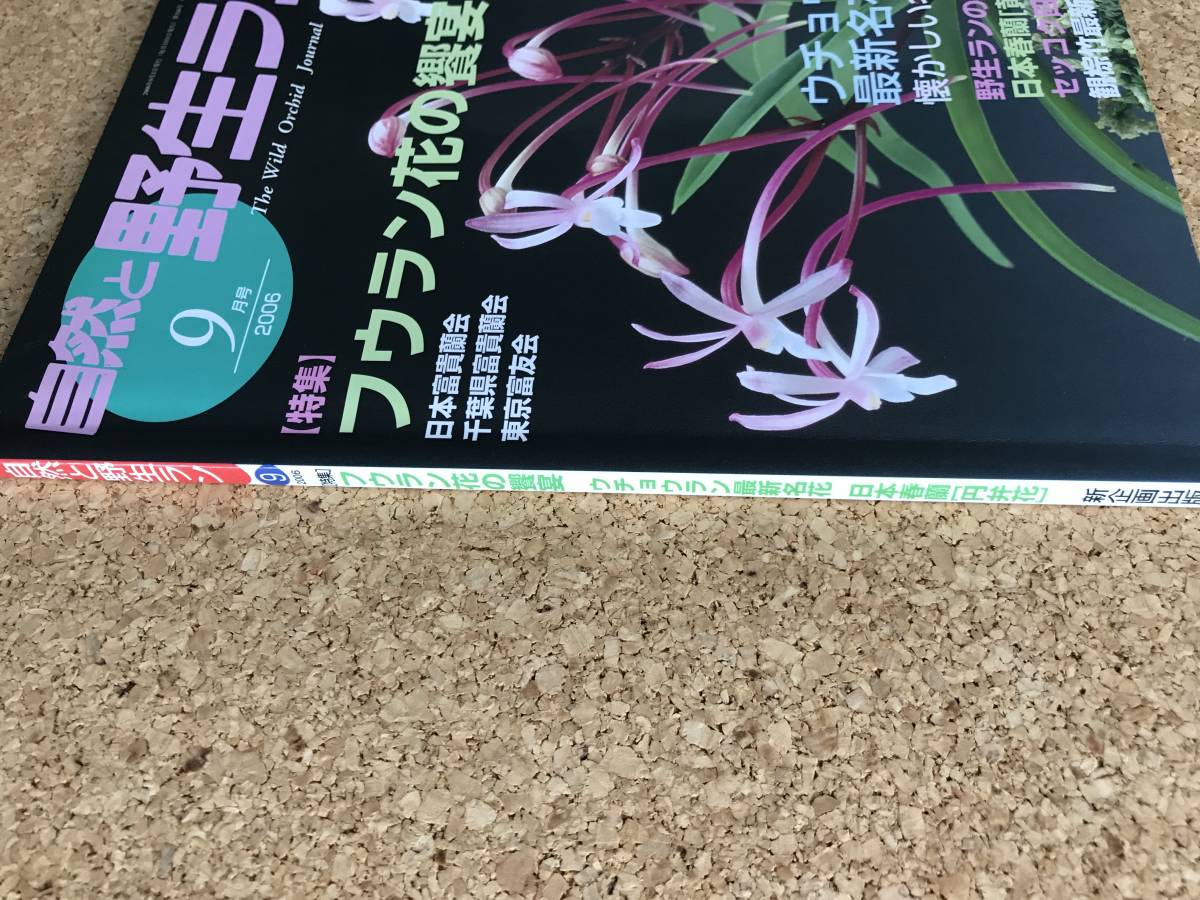  природа .. сырой Ran 2006 год 9 месяц номер * богатство и знатность орхидея uchou Ran весна орхидея Dendrobium moniliforme * садоводство JAPAN