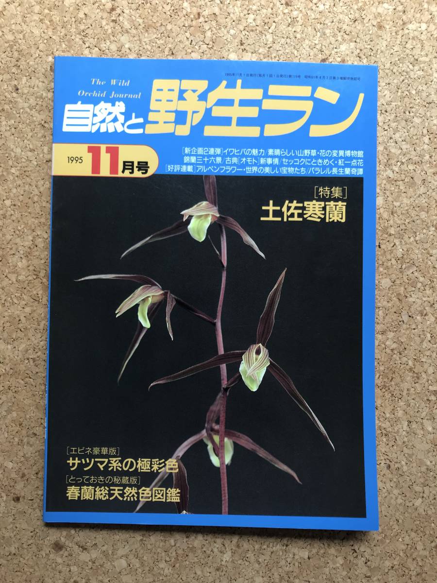  природа .. сырой Ran 1995 год 11 месяц номер * холод орхидея весна орхидея Miyama uzla Dendrobium moniliforme iwahiba* садоводство JAPAN