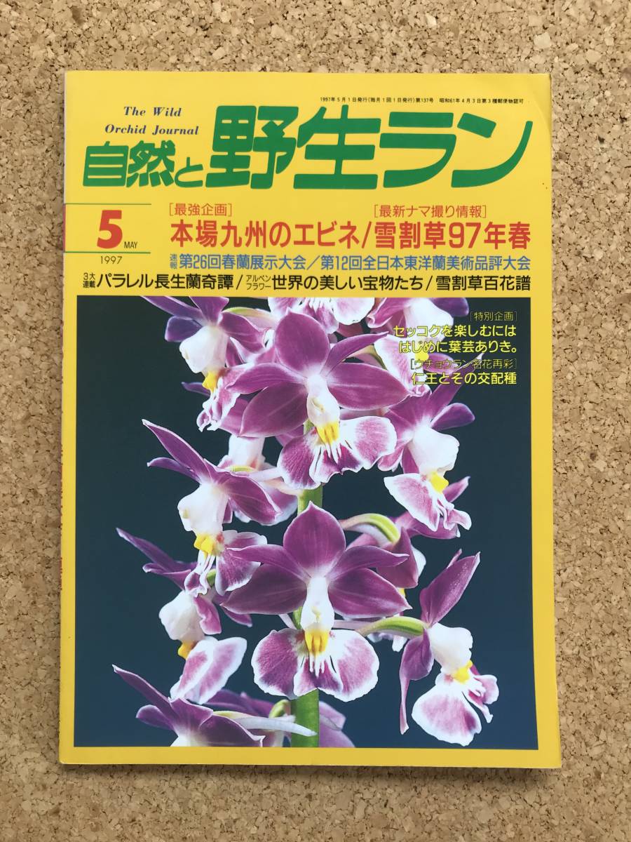  природа .. сырой Ran 1997 год 5 месяц номер * креветка ne весна орхидея снег сломан . Dendrobium moniliforme * садоводство JAPAN