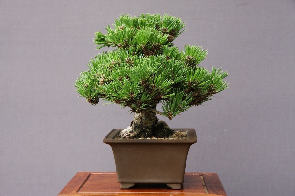 ( АО ) один .. тысяч . круг shohin bonsai |..25 год сосна Тунберга . лист сосна подлинный Kashiwa клен слива Rhododendron indicum дзельква растение орхидея горшок . цветок праздник 