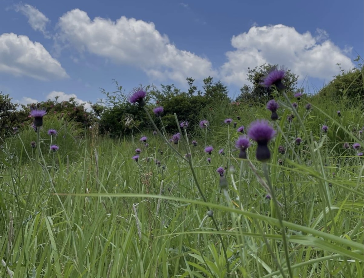 野アザミ　種100粒　岐阜県加茂郡産No4_画像2