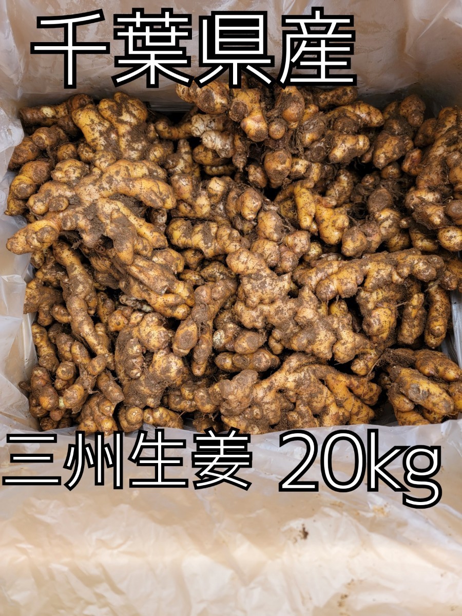 農家直送 千葉県産 種生姜 20kg 三州しょうが 栽培マニュアル付き