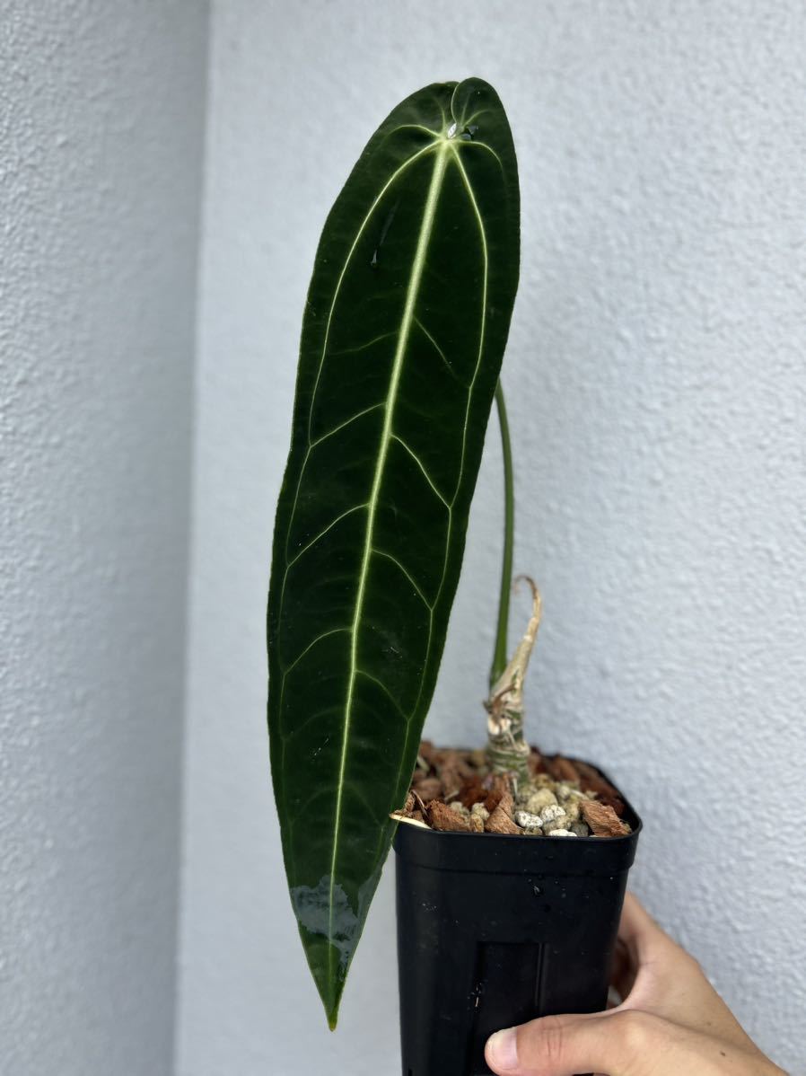 Anthurium warocqueanum アンスリウム ワロクアーナム(モンステラ