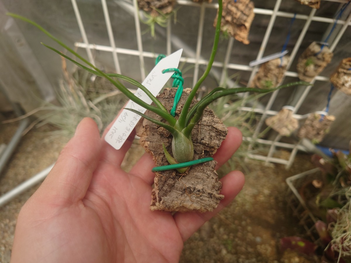 ☆Tillandsia bulbosa f.alba☆ チランジアブルボーサアルバ