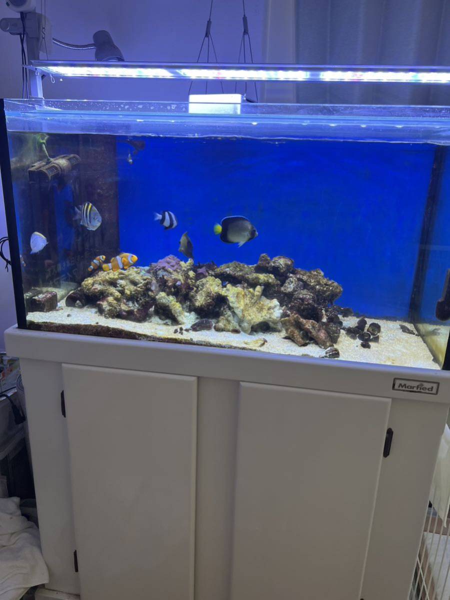 引き取り限定、海水魚+90bnオーバーフロー水槽一式(90cm~)|売買され