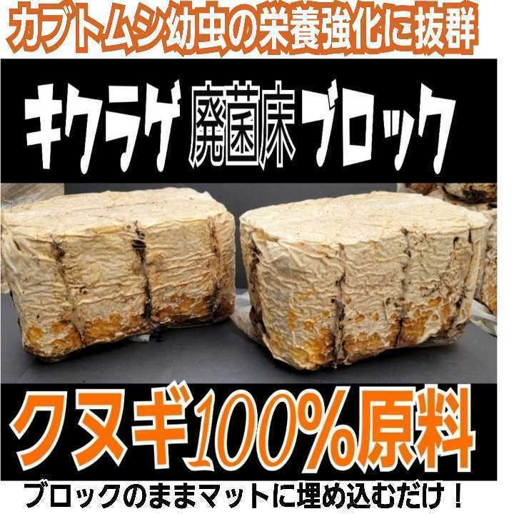 rhinoceros beetle larva. nutrition strengthen .!ki jellyfish . floor extra-large block [2 piece ] mat . embed only .mo Limo li meal .. stag beetle. production egg floor also! sawtooth oak, 100%
