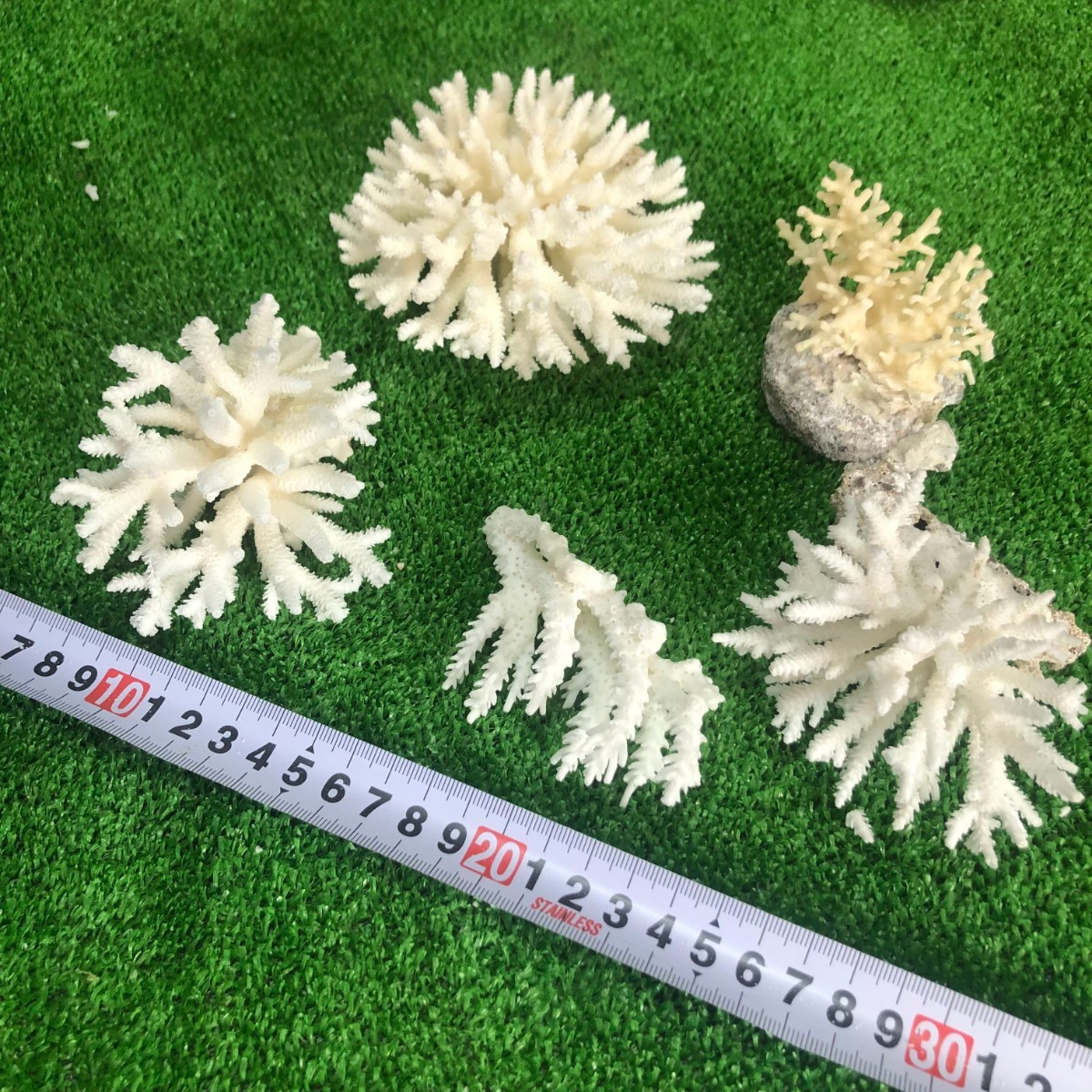 １０　B サンゴ　珊瑚　置物　飾りサンゴ　飾り　欠片　サンゴ礁　珊瑚礁　白珊瑚　オブジェ　飾り珊瑚 ディスプレイ_画像1