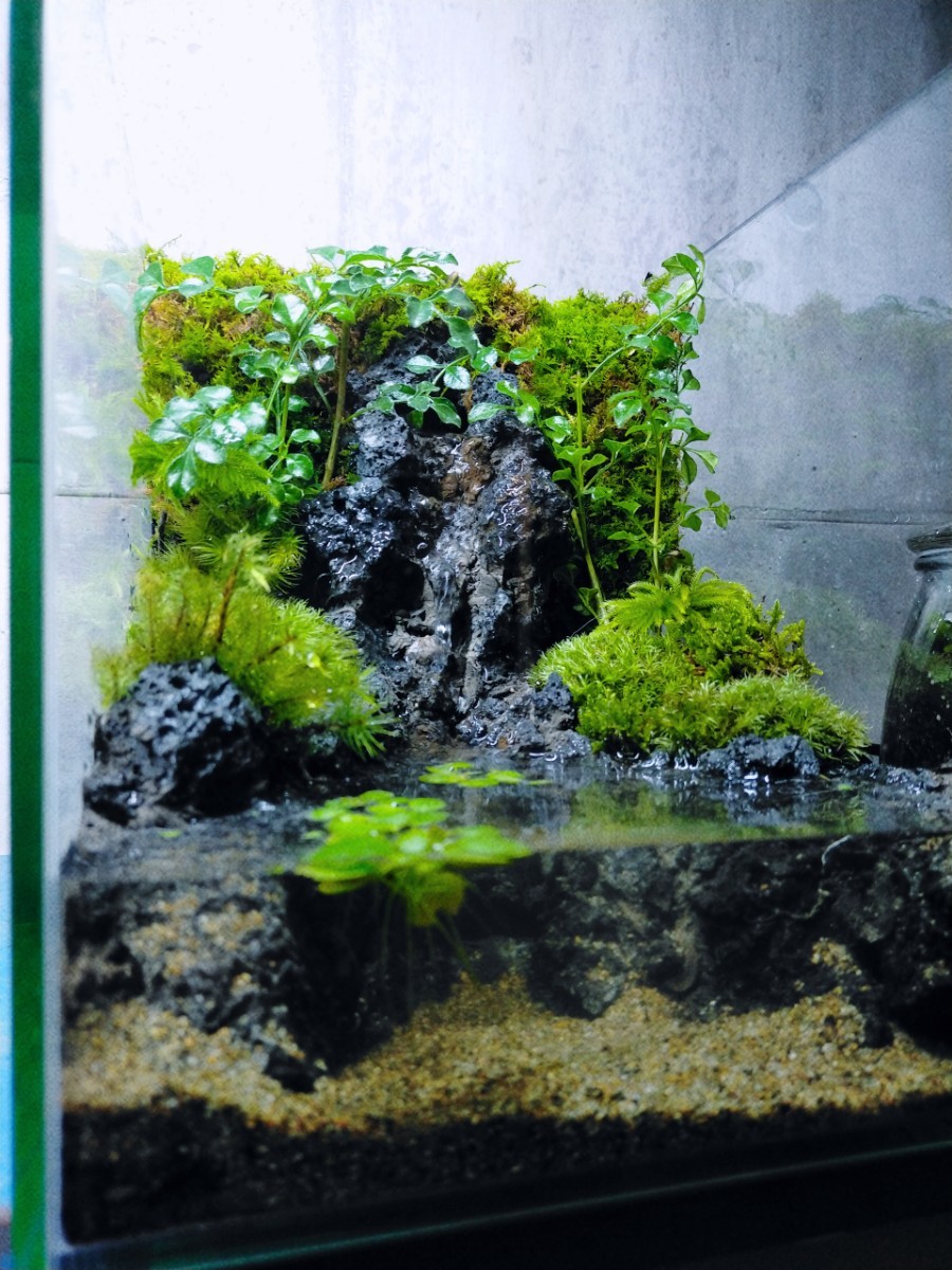 滝の流れるアクアテラリウム 完成品|Yahoo!フリマ(旧PayPay 滝の流れるアクアテラリウム 完成品|Yahoo!フリマ(旧PayPay
