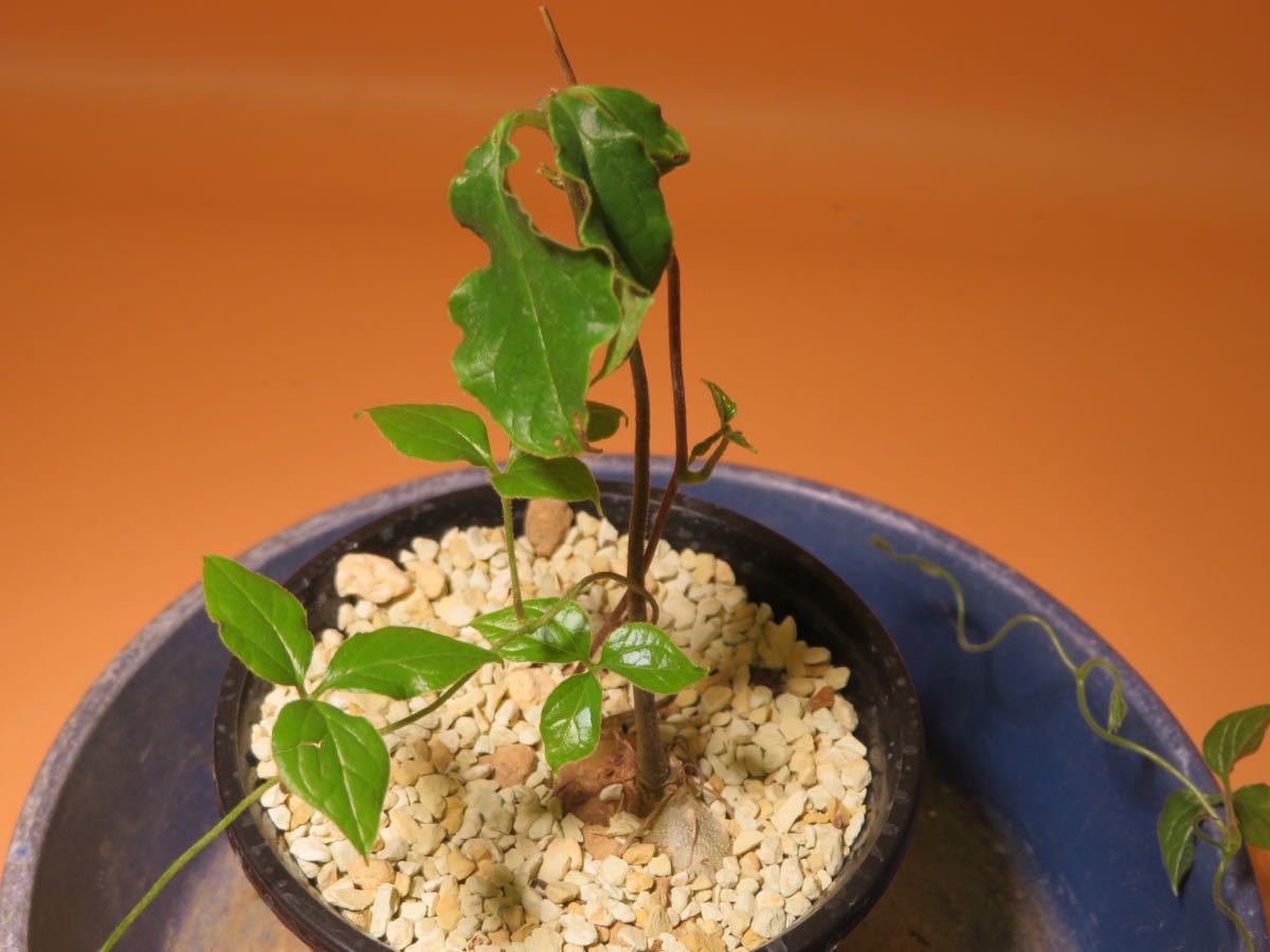 28 Dioscorea quartiniana(Langobaya) R5/7月 ディオスコレア サボテン 多肉植物　塊根　コーデックス 塊茎_画像5