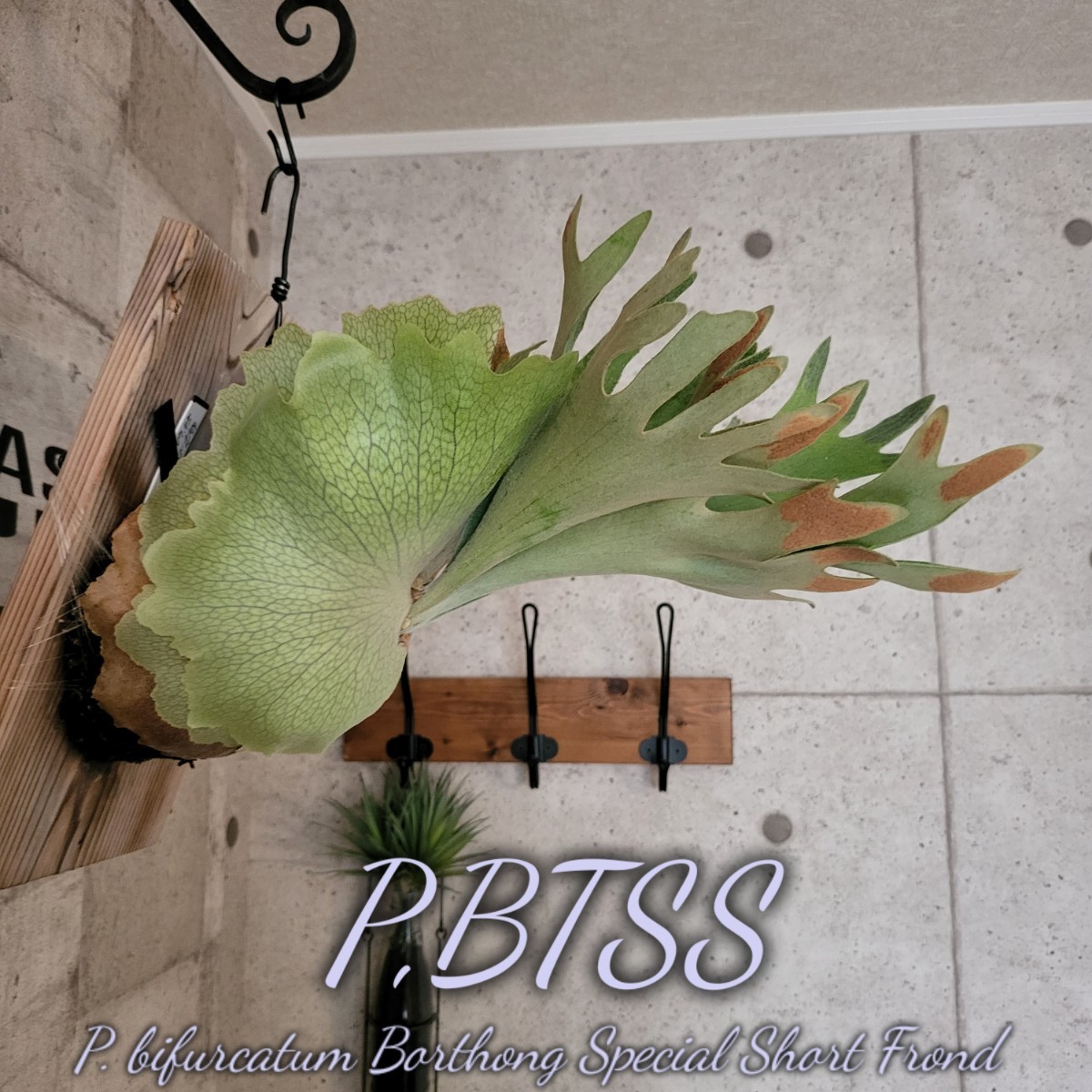 Yahoo!オークション - P. BTSS ビカクシダ 胞子 検 リドレイ Yahoo!オークション - P. BTSS ビカクシダ 胞子 検 リドレイ