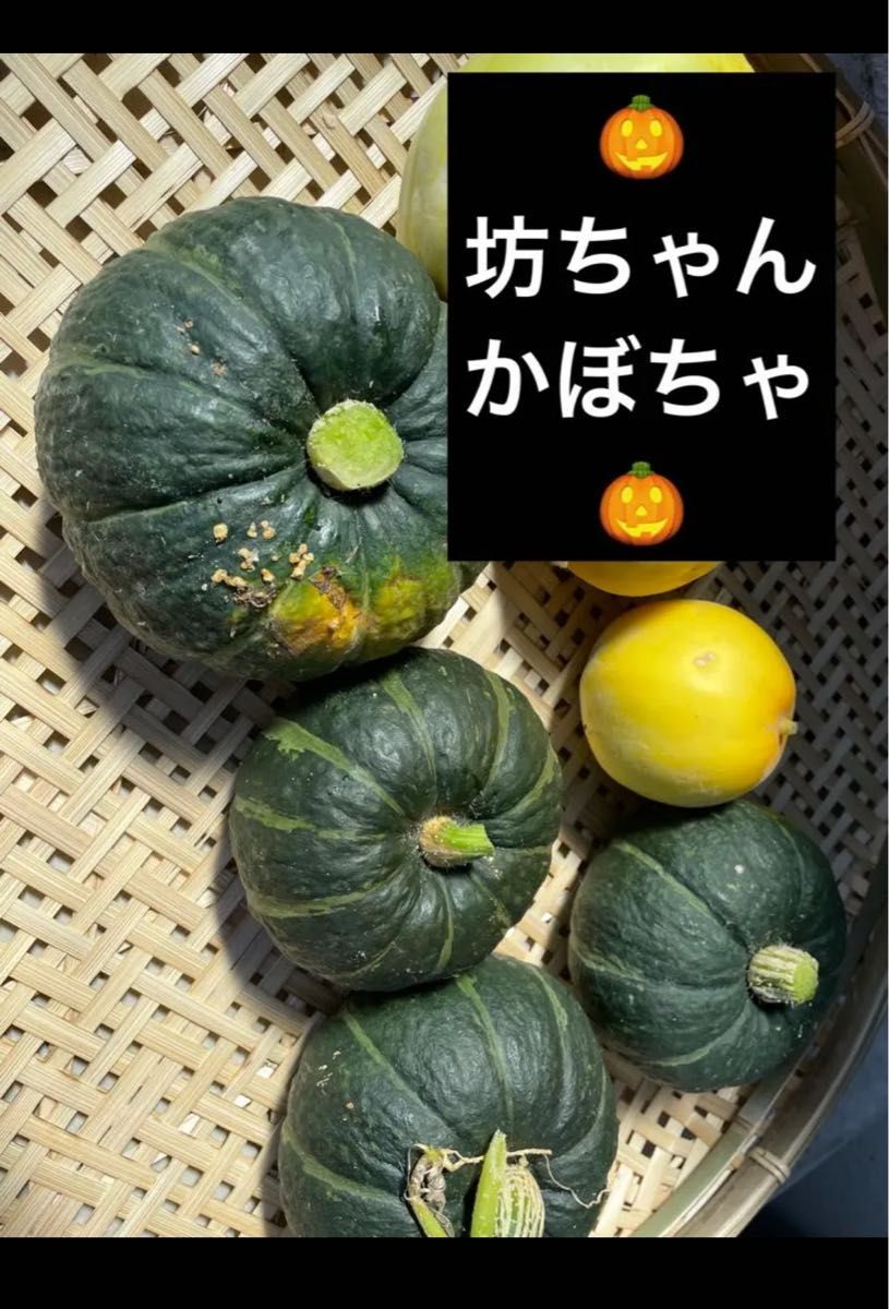 ★農薬不使用★坊ちゃんかぼちゃ★無農薬