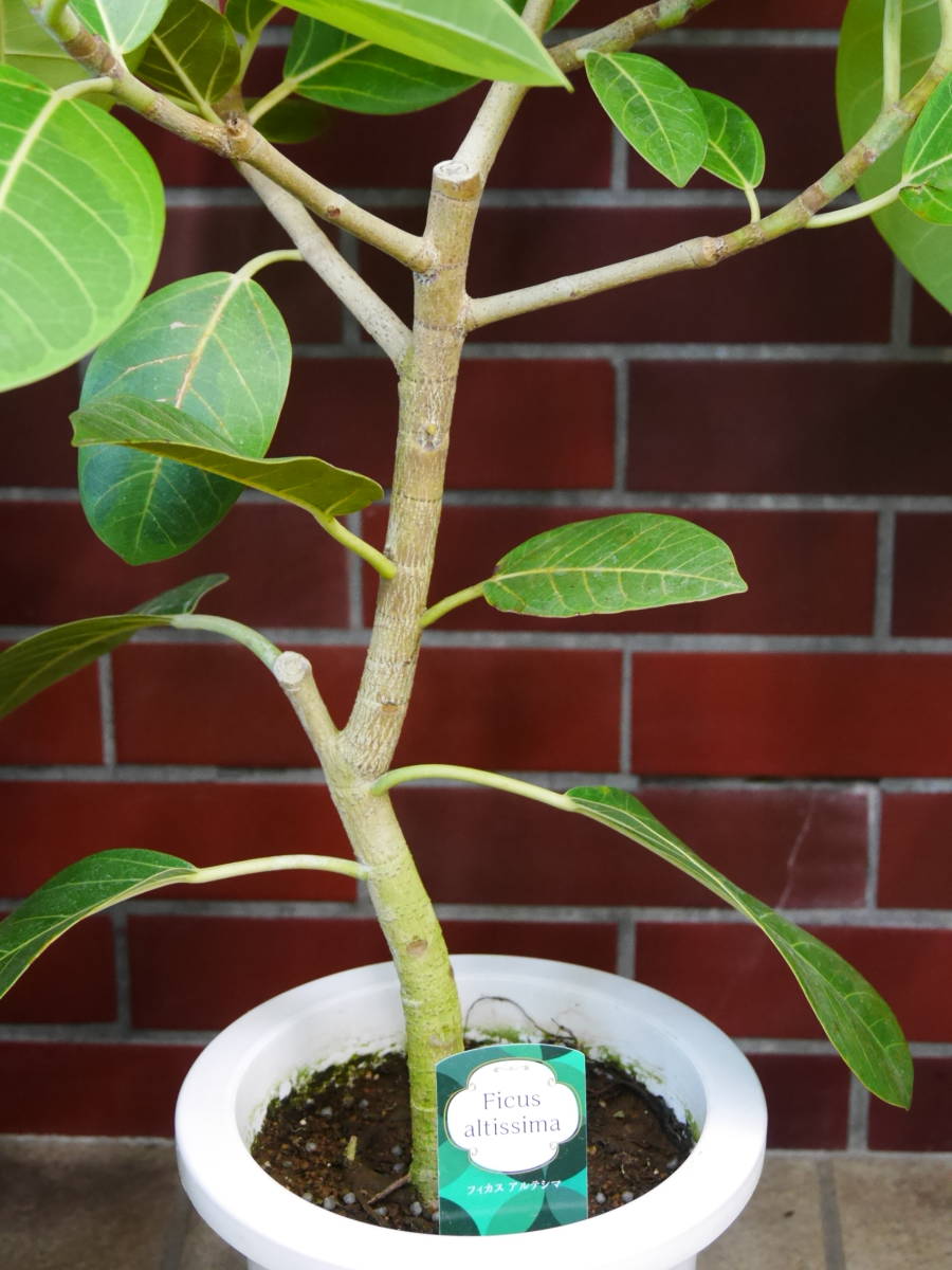 観葉植物　インテリア　フィカス　アルテシマ　ゴムの木　7号　高さ約90センチ　1_画像5
