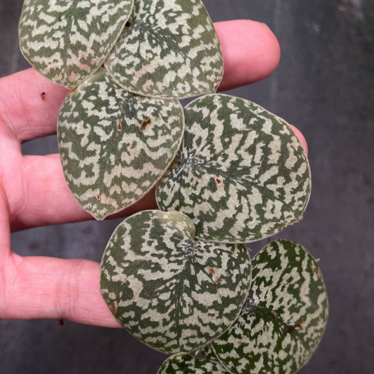 Scindapsus pictus Gunung Bukit Raya スキンダプサス|Yahoo Scindapsus pictus Gunung Bukit Raya スキンダプサス|Yahoo