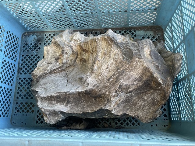 佐渡の化石?? 正体不明の石 希少? 検索 新潟県 化石 岩石 自然標本