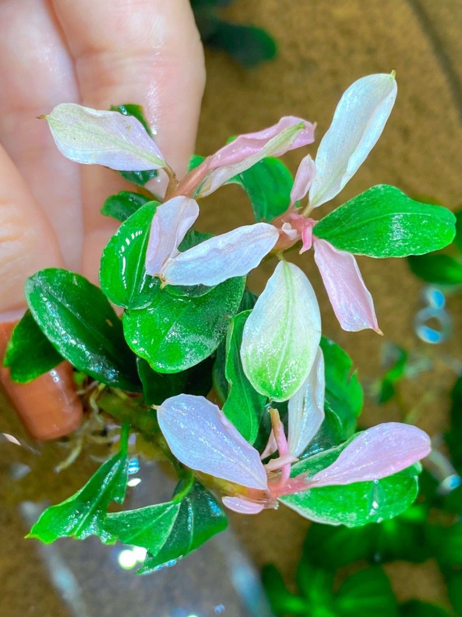 ブセファランドラ ホワイト ピンク バリエガータ Bucephalandra-