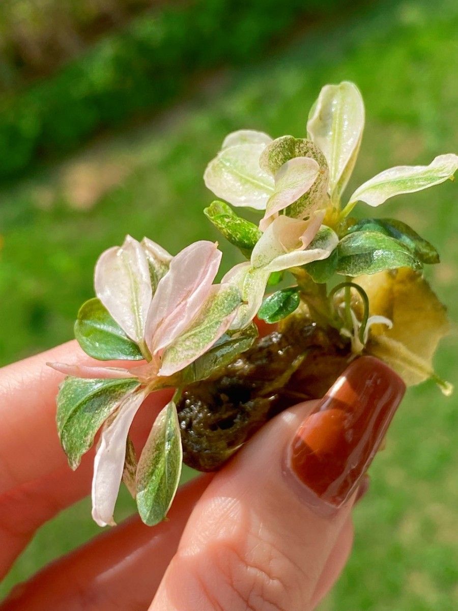 水草 ブセファランドラ sp.varigata pink水中葉斑入れピンク 水草 ブセファランドラ sp.varigata pink水中葉斑入れピンク
