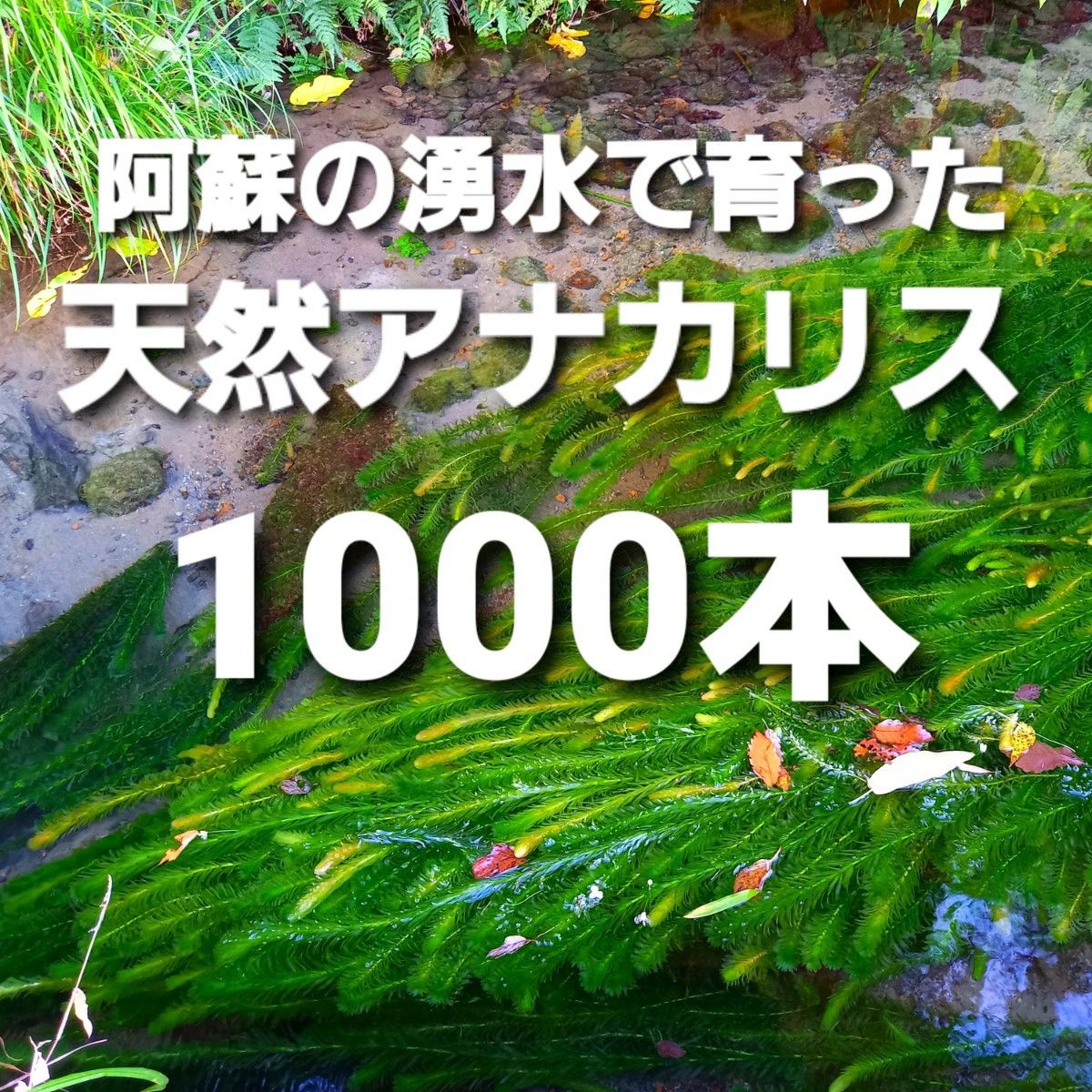 1000本以上 阿蘇の湧水で育った水草 天然アナカリス