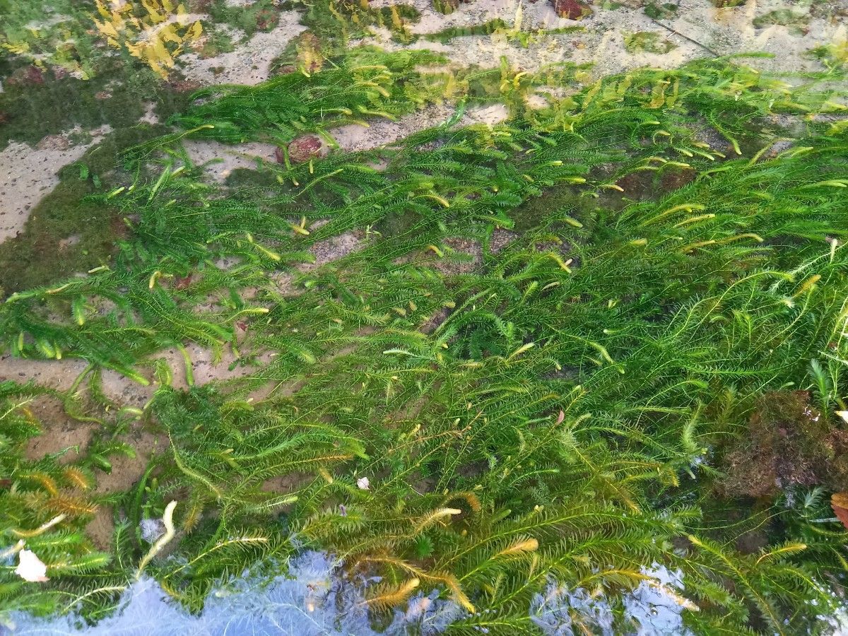 2000本以上 阿蘇の湧水で育った水草  天然アナカリス