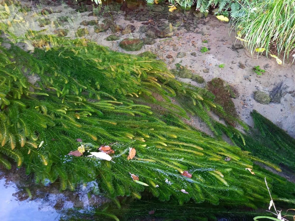 100本以上 阿蘇の湧水で育った水草 天然アナカリス