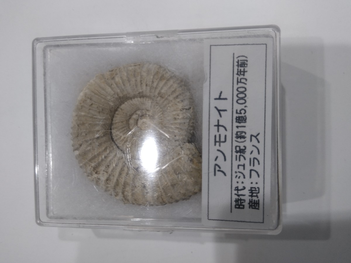 3kg 北海道 綺麗なオレンジ色のアンモナイト 化石 /恐竜 三葉虫-