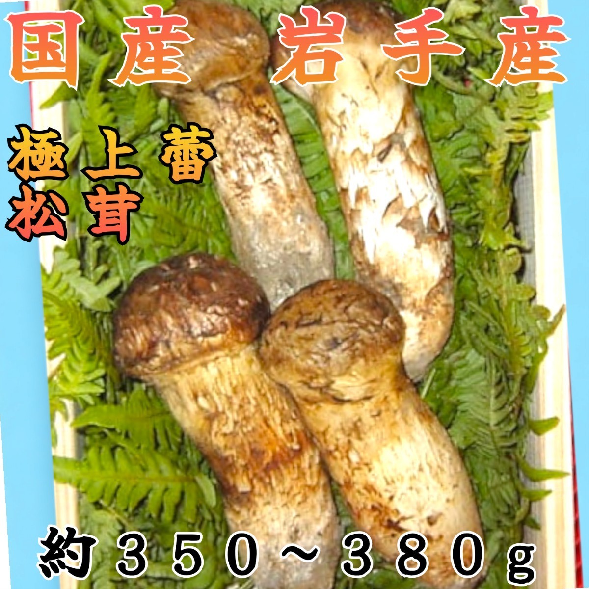 岩手 特秀品 8/30入荷分【天然特大つぼみ 松茸 約350~380g】3~5本-