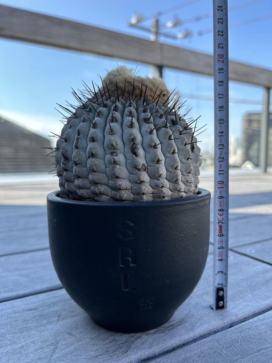 管理5年孤竜丸コピアポアコルムナアルバ黒王丸山木現地球サボテン塊根