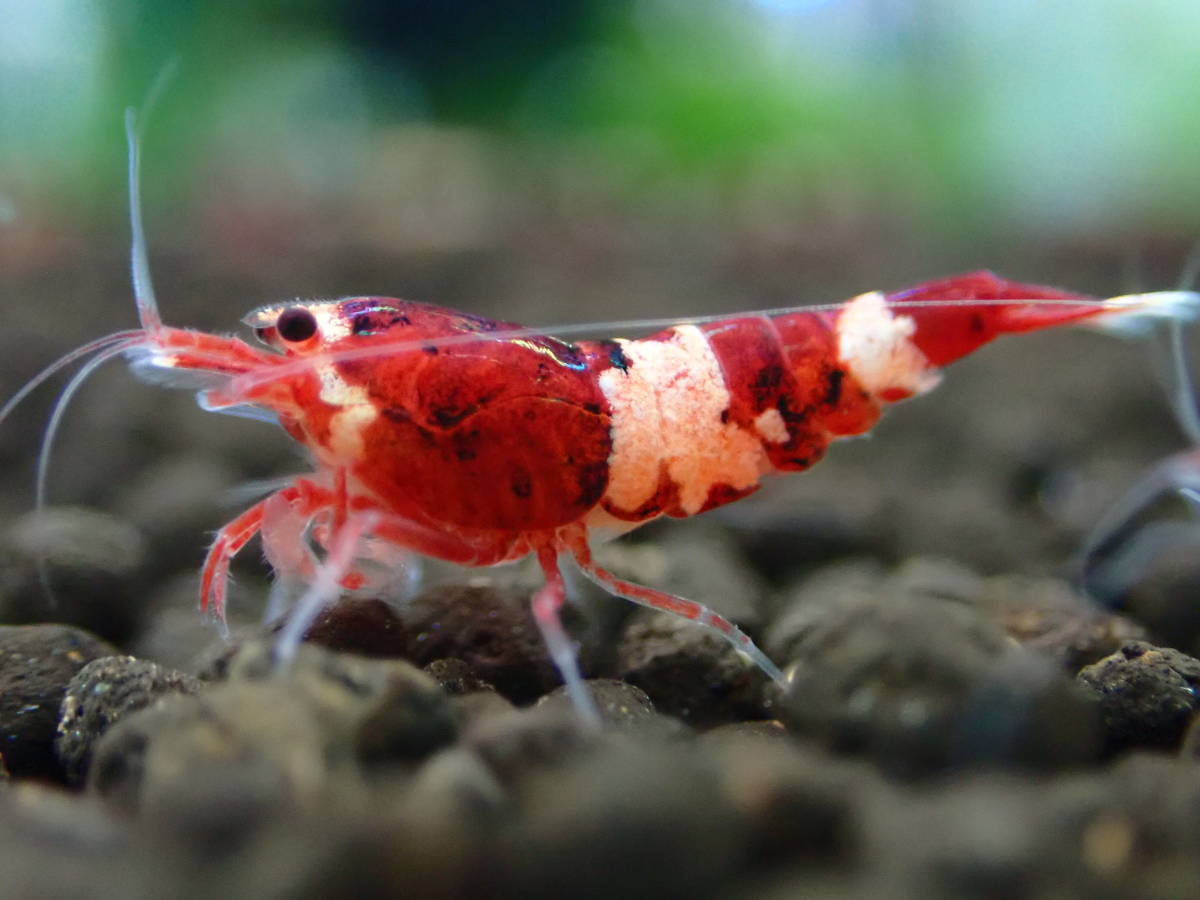  red shadow shrimp 23 pcs 2 point successful bid .+ all sorts 1 pcs addition 5 point successful bid . postage half-price 
