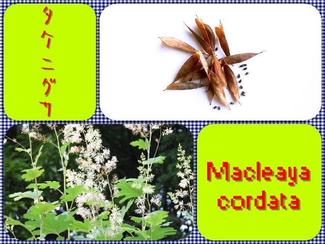 【送料無料】タケニグサ花柄40個（種子50個以上）_画像1
