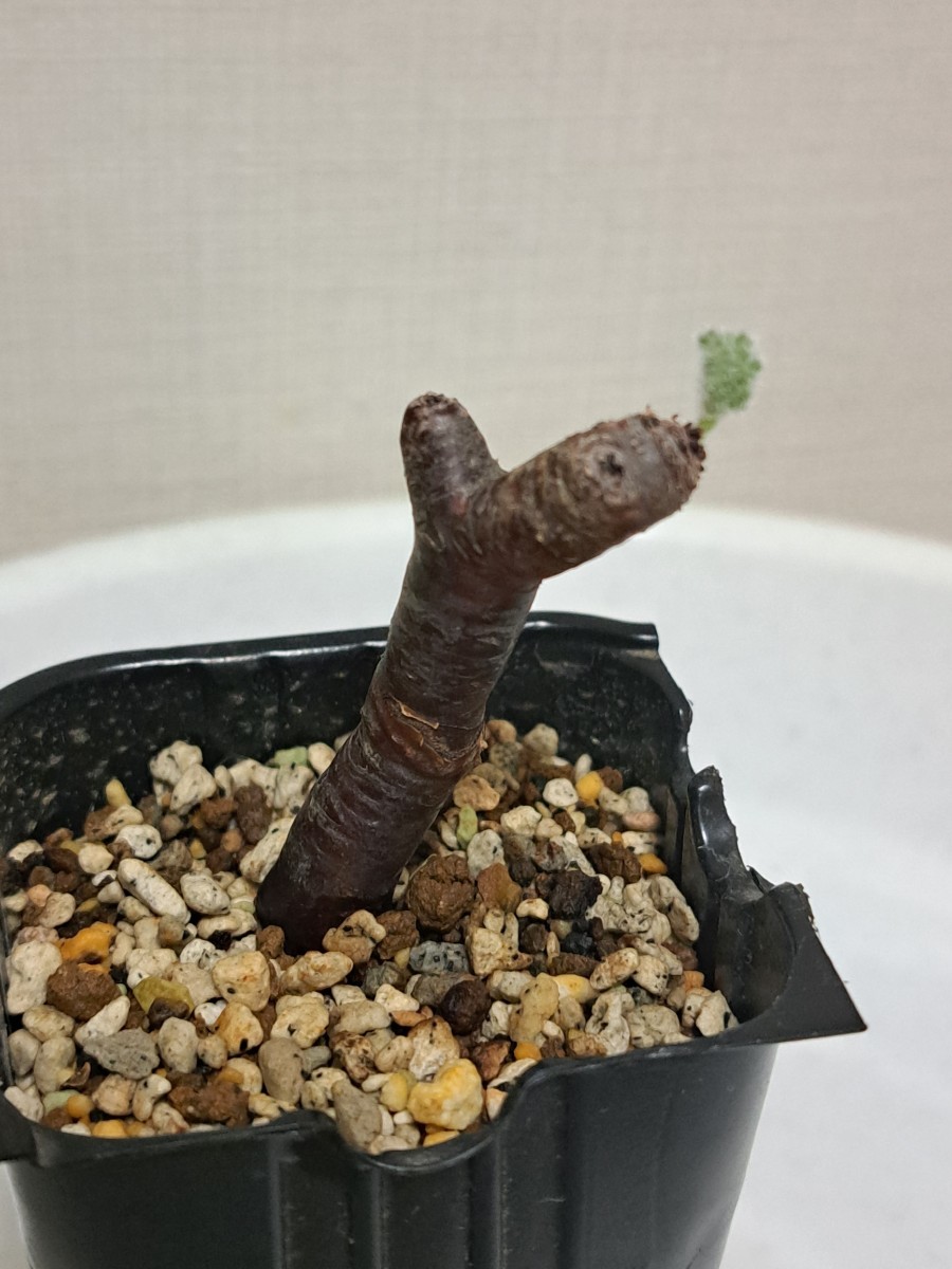 ペラルゴニウム ミラビレ Pelargonium mirabile 発根済【検