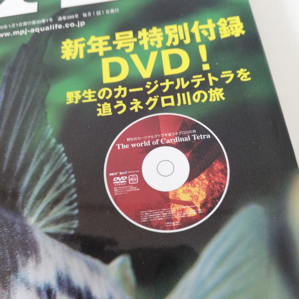 月刊アクアライフ 2008年1月号 10＋1種類徹底飼育口座 野生のカージナルテトラを追うネグロ川の旅 DVD付き コルレア クレニキクラ 毛フグ_画像3