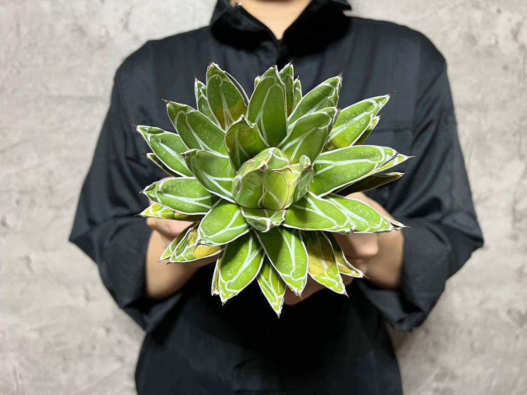 B68. ▽Agave Victoria regina▽ アガベ ヴィクトリア レジーナ (笹の