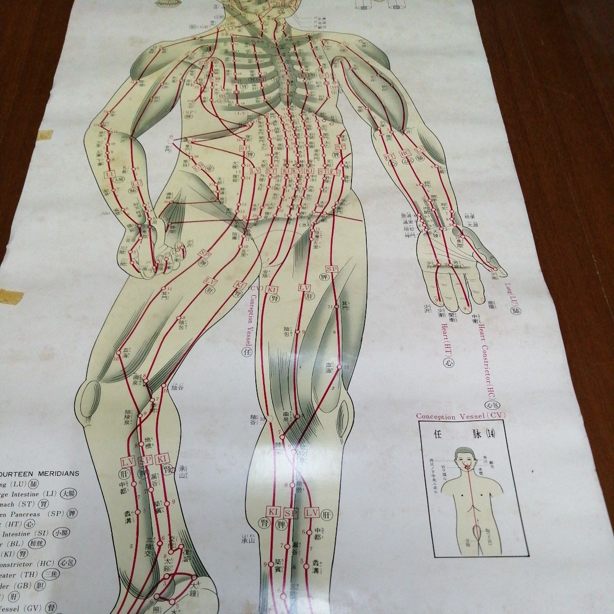 針灸 経 絡 穴 図鑑 医学 医療 人体 正面 医道の日本社 アンティーク ポスター (約1m6cm×38.4cm)の画像5