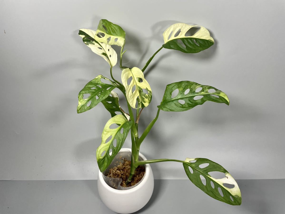 Monstera Adansonii Variegata マドカズラ 斑入り モンステラ