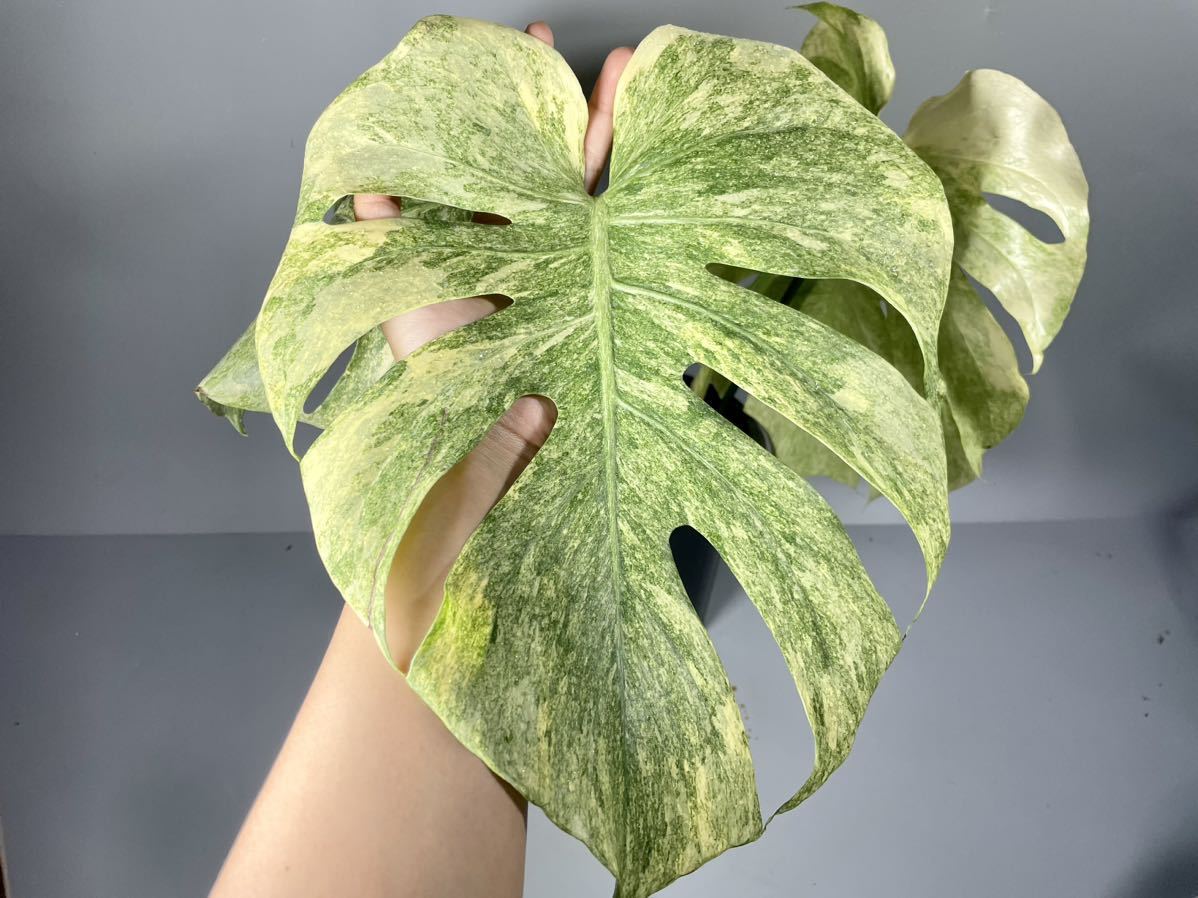 Monstera Deliciosa Green Snow レア! モンステラ・デリシオーサ