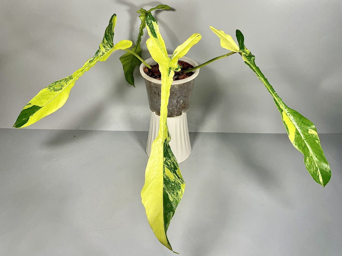 フィロデンドロン ジョーピー 斑入り Joepii variegated-