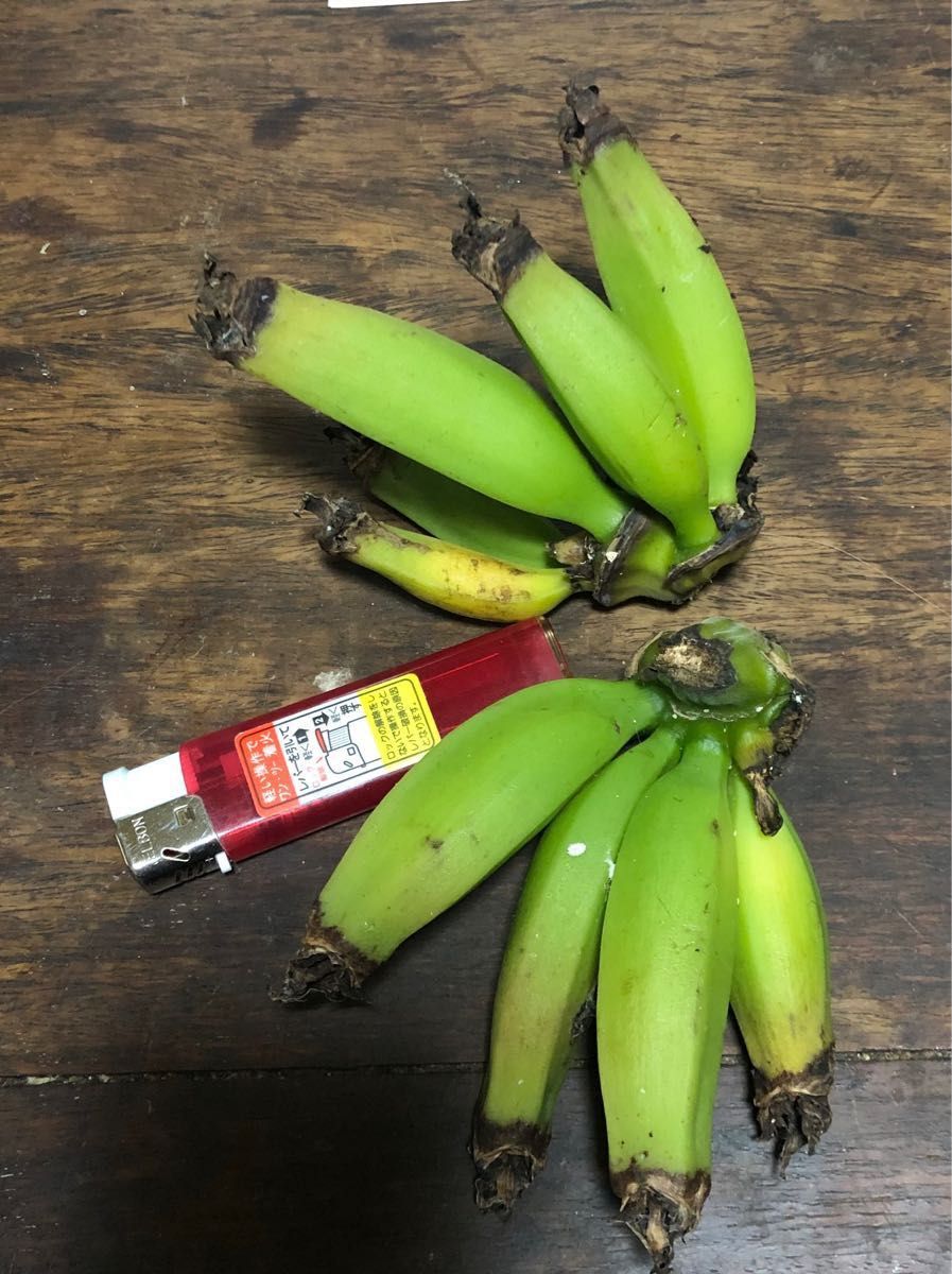 バナナ苗(ドワーフモンキーバナナ)|Yahoo!フリマ(旧PayPayフリマ) バナナ苗(ドワーフモンキーバナナ)|Yahoo!フリマ(旧PayPayフリマ)