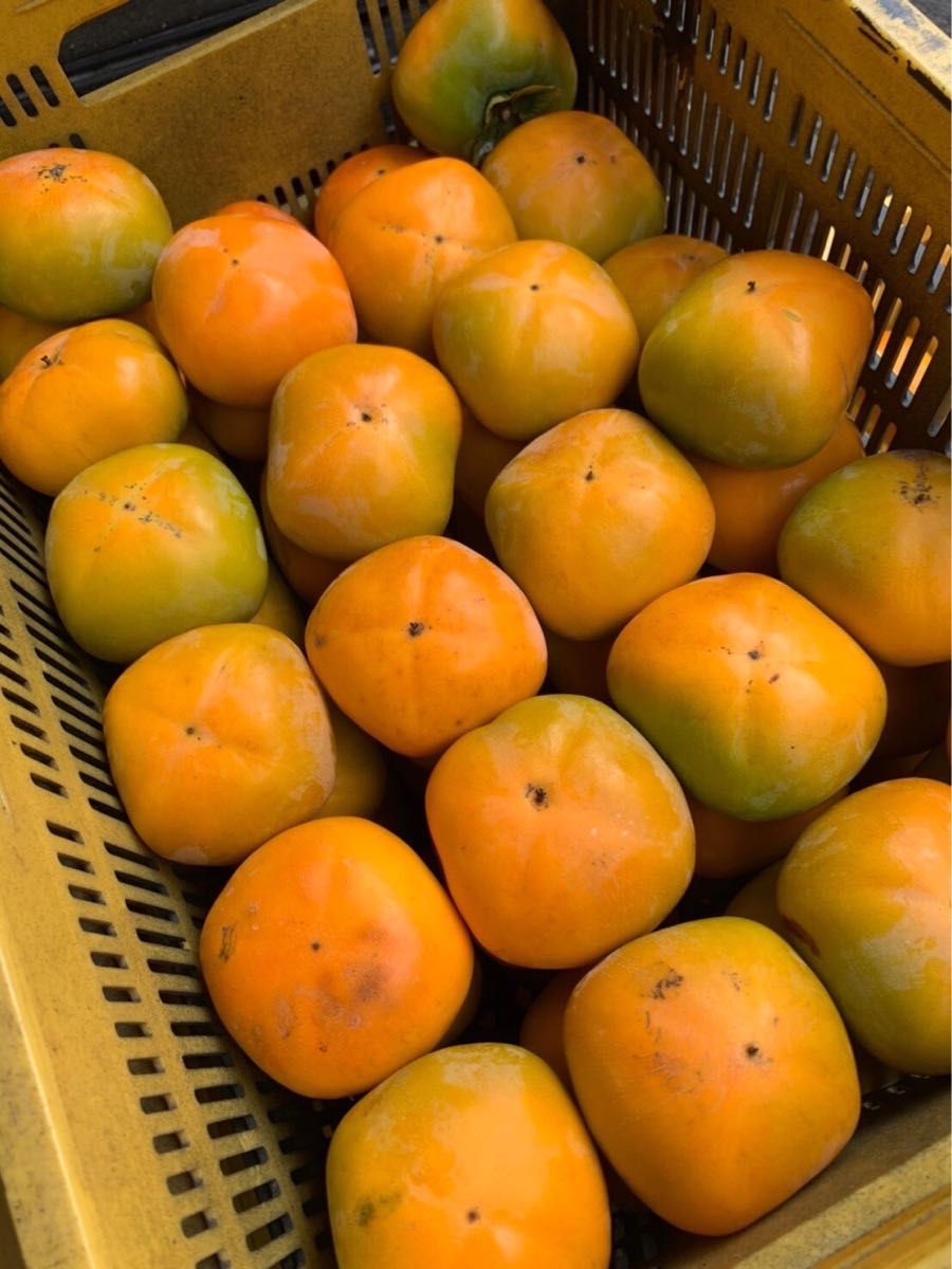 3和歌山県 九度山産 種無し柿 家庭用 9個から12個9 10~15発送予定 通販