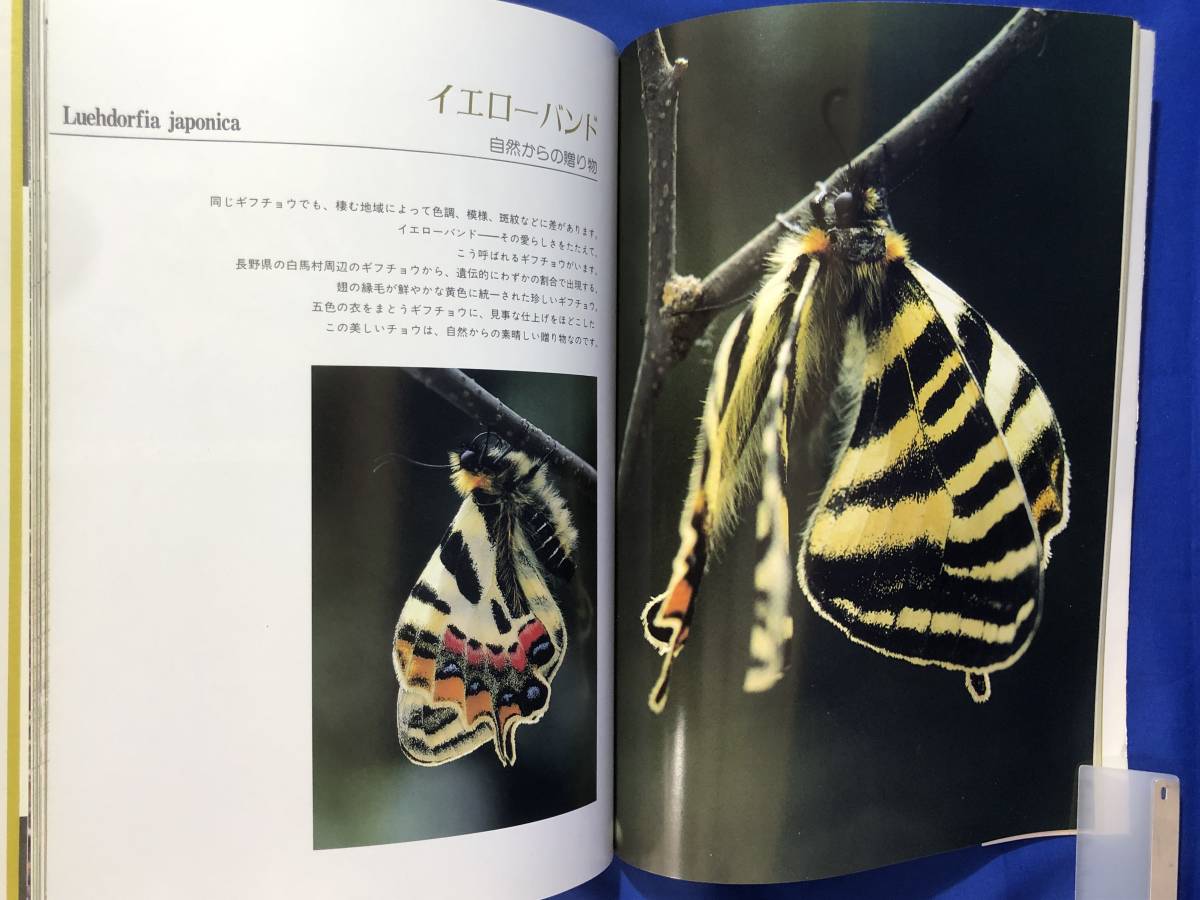 CH80イ●「ギフチョウ 生態写真集 1」 名和昆虫博物館・昆虫楽会編 1988年初版 蝶_画像5