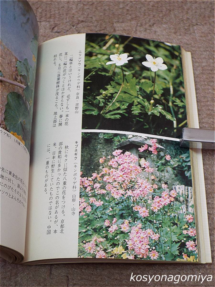 471カラー自然ガイド【生きている古代植物】田村道夫著／昭和49年・保育社発行■ビニールカバー付き_画像3