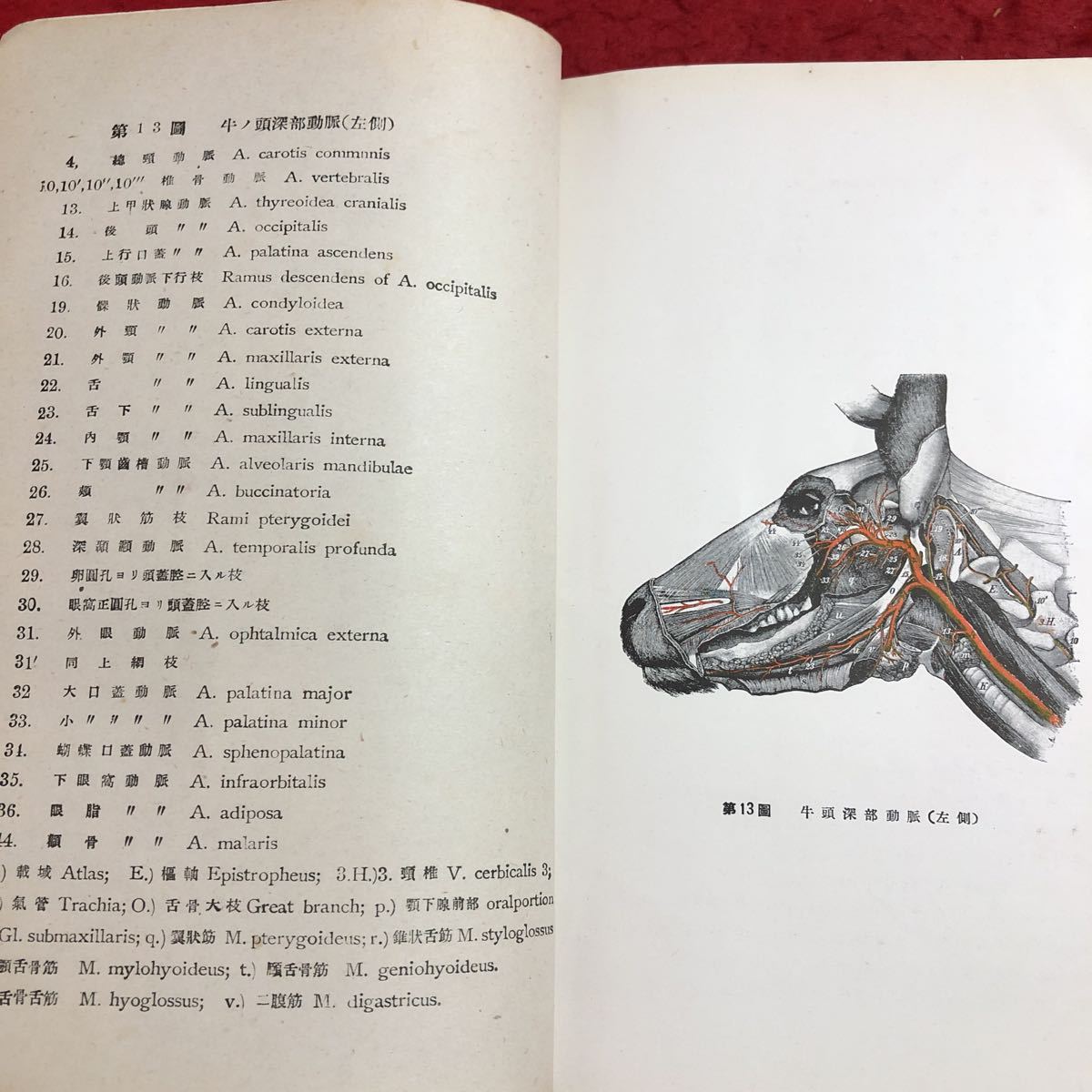 M6c-265 教科用 家畜解剖学 下巻 発行日不明 大日本獣医学会 教材 解剖学 獣医学 馬 古本 犬 心臓 内臓 骨格 動脈 静脈 脳 図解 筋肉 脚_画像5