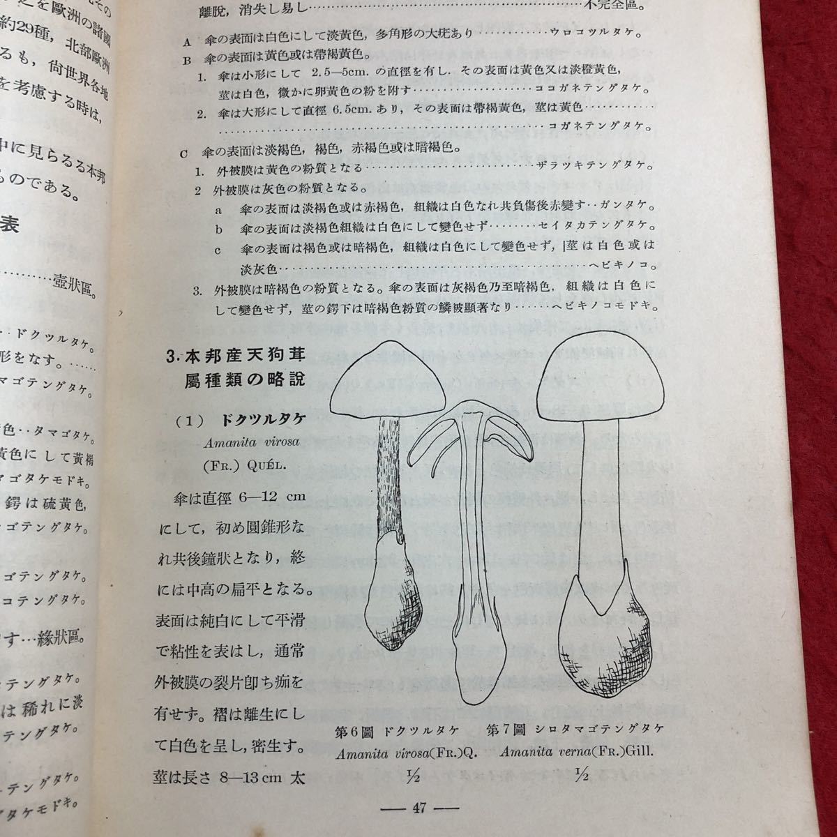 M6d-044 植物及動物 第1巻 第10号 10月号 昭和8年10月1日 発行 養賢堂 研究 論文 雑誌 植物 動物 科学 古本 古語 記事 講座 生物学 資料_画像7