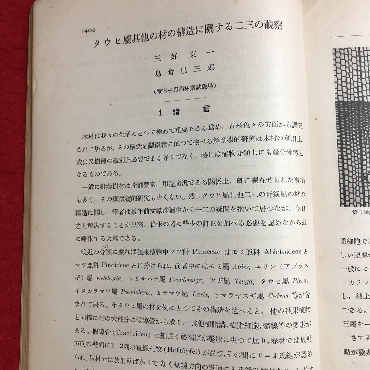 M6d-044 植物及動物 第1巻 第10号 10月号 昭和8年10月1日 発行 養賢堂 研究 論文 雑誌 植物 動物 科学 古本 古語 記事 講座 生物学 資料_画像5