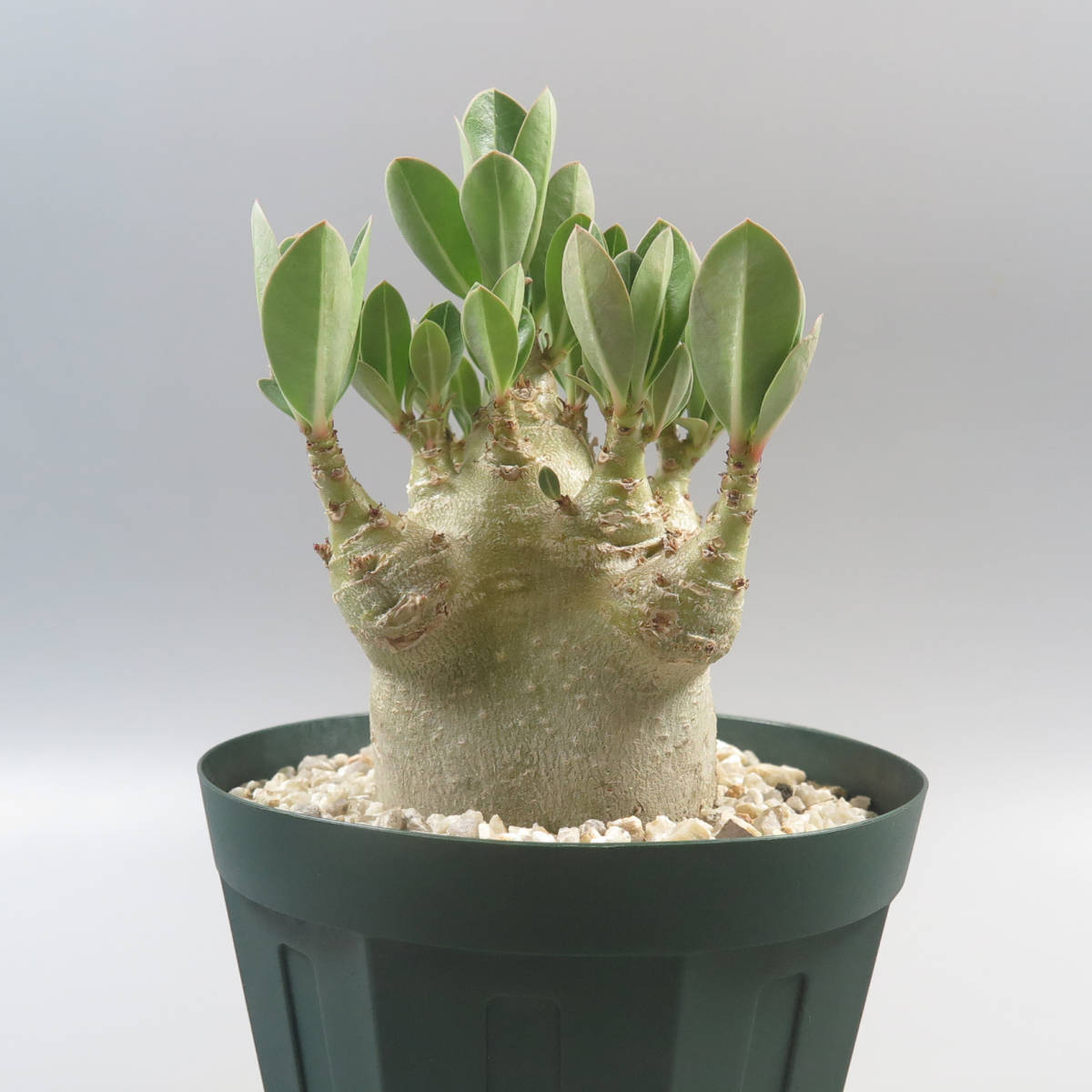 3. アデニウム ☆ Adenium Thai Arabicum ☆ 塊根植物 3. アデニウム ☆ Adenium Thai Arabicum ☆ 塊根植物