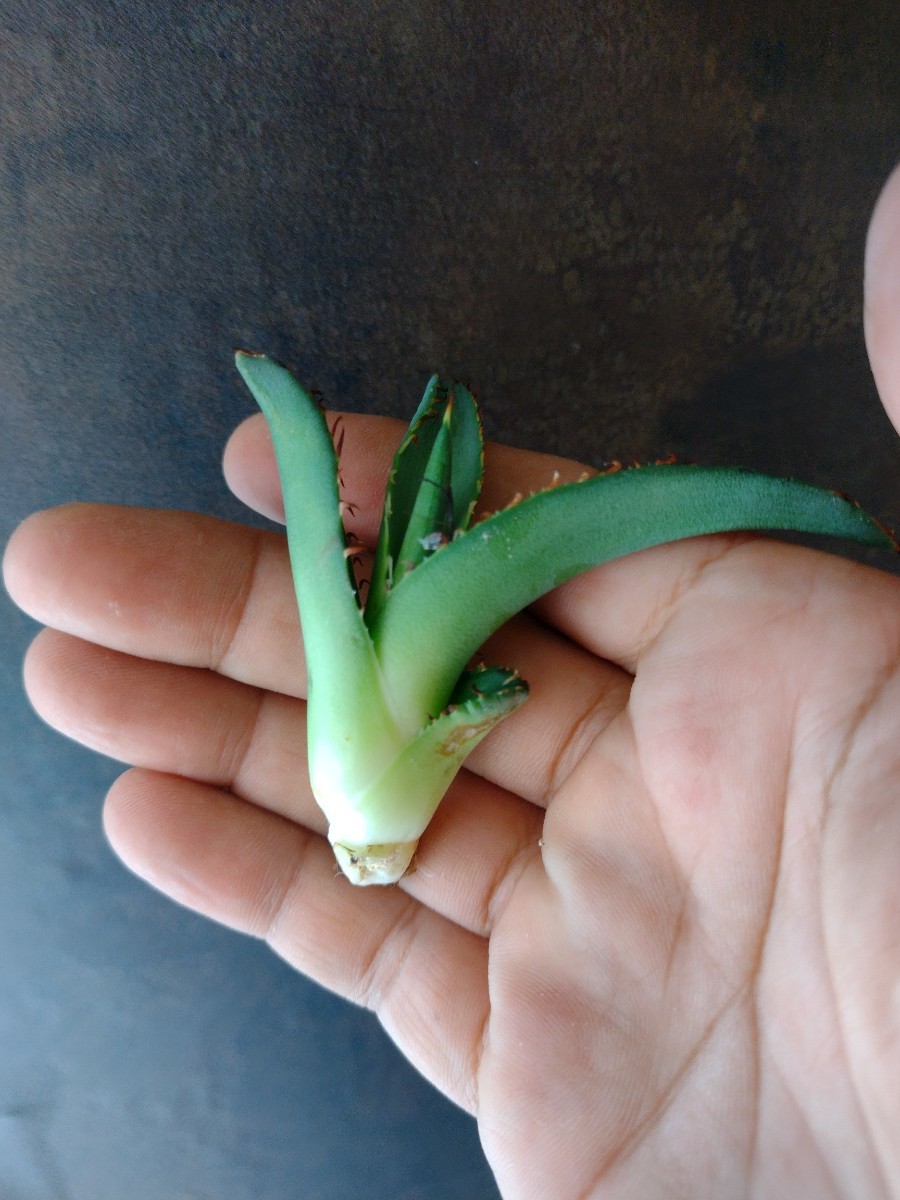 AGAVE TITANOTA あのFO】あのFOのカキコ PCPさん株 アガベ AGAVE TITANOTA あのFO】あのFOのカキコ PCPさん株 アガベ