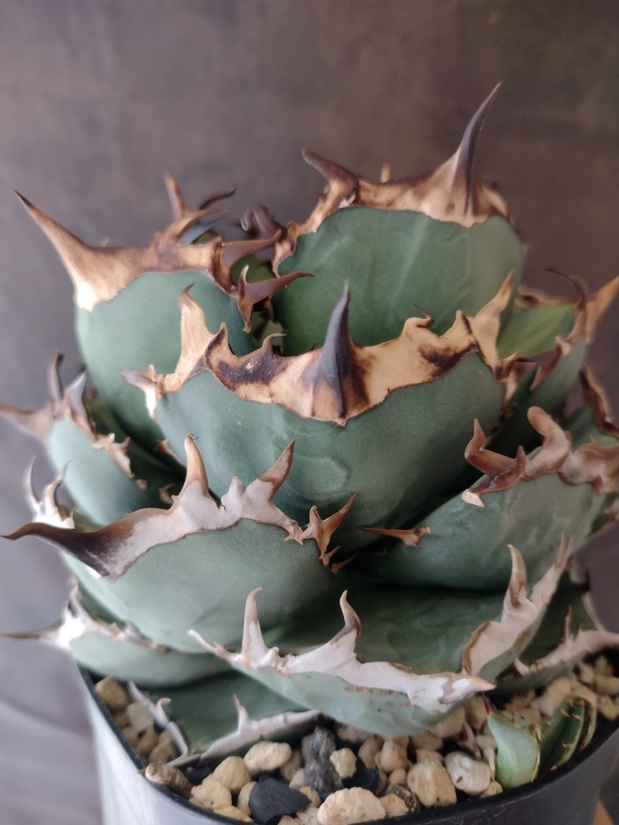AGAVE TITANOTA あのFO】あのFOのカキコ PCPさん株 アガベ AGAVE TITANOTA あのFO】あのFOのカキコ PCPさん株 アガベ