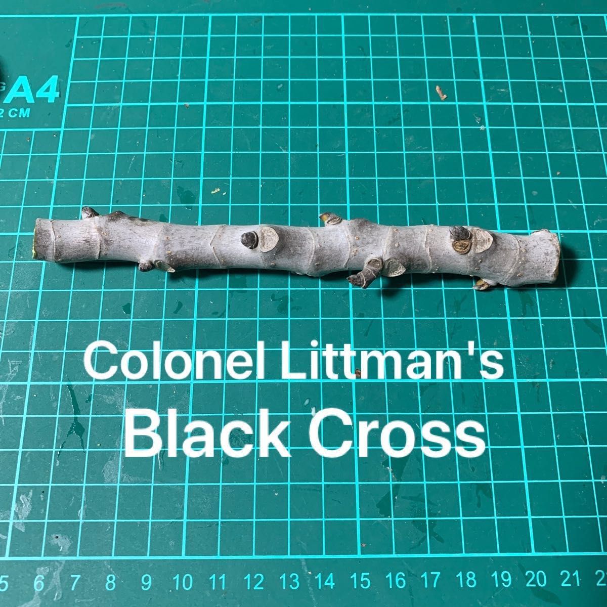 mar 様専用Colonel Littman's Black Cross穂木① ③いちじく穂木 イチジク穂木｜PayPayフリマ