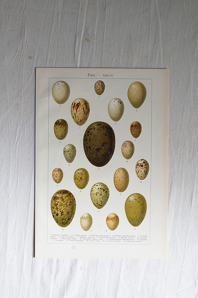●クロモリトグラフ 鳥の卵 図鑑 印刷 アート 荒俣宏 洋書 ドイツ アンティーク