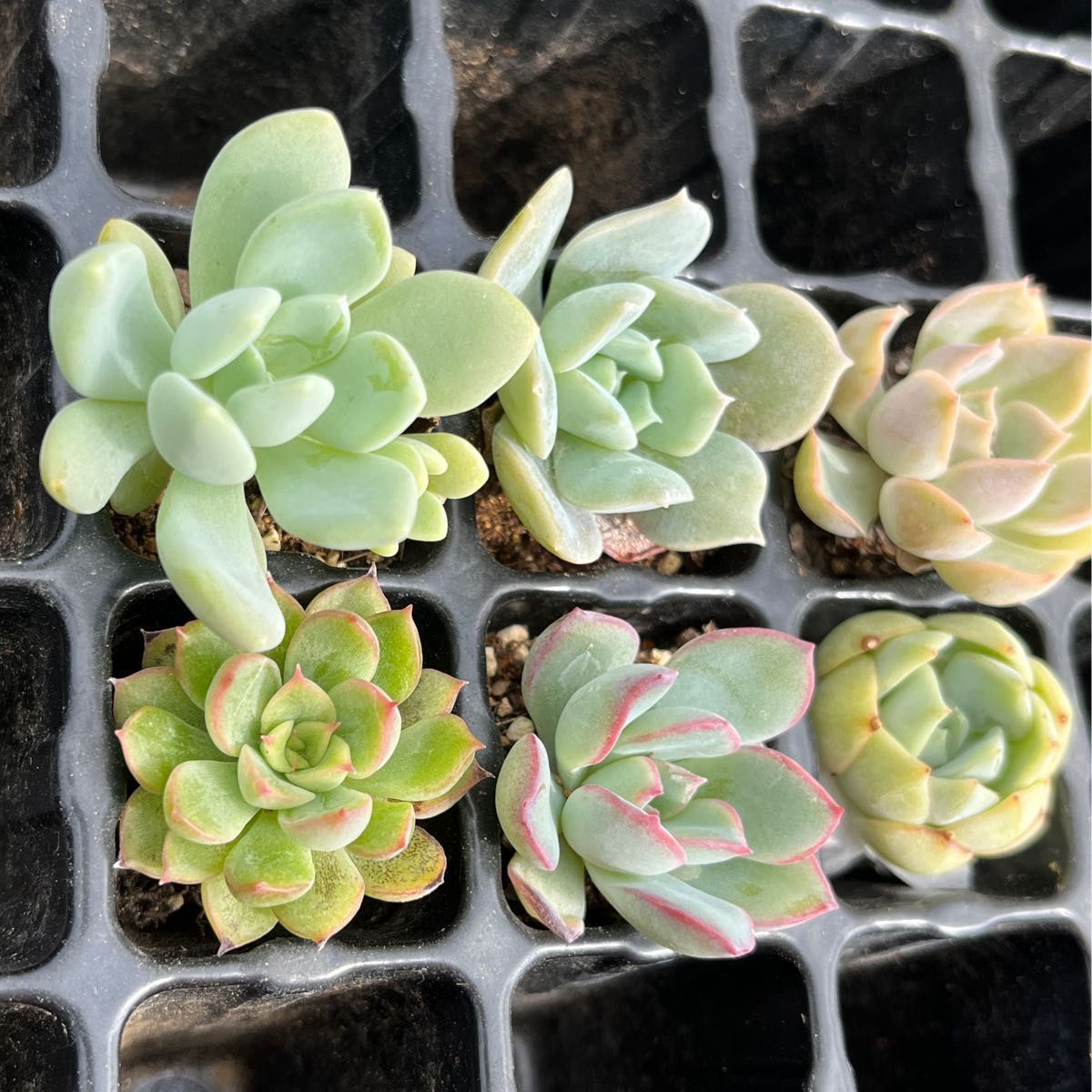 超美品 韓国苗 国産苗 多肉セット カット苗 抜き苗 多肉植物 植物/観葉